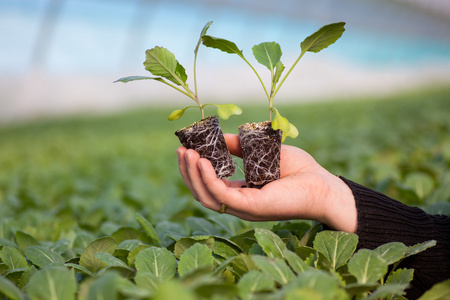 人类的手缓缴年轻植物与土壤模糊自然背景。生态世界环境日 Csr 苗走绿色环保