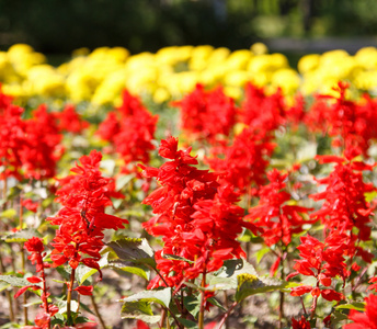 花在市花床上