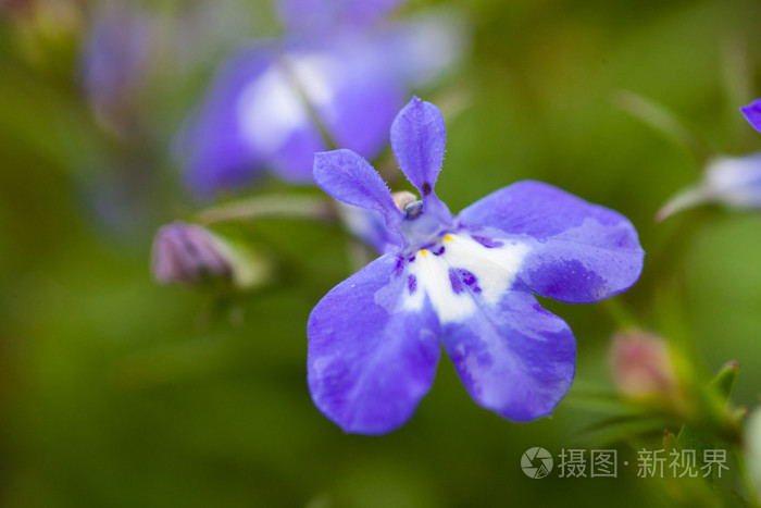 许多蓝色的花作为背景半边莲