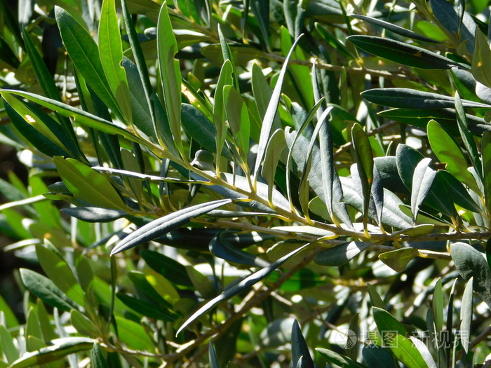 花园里的橄榄树叶子