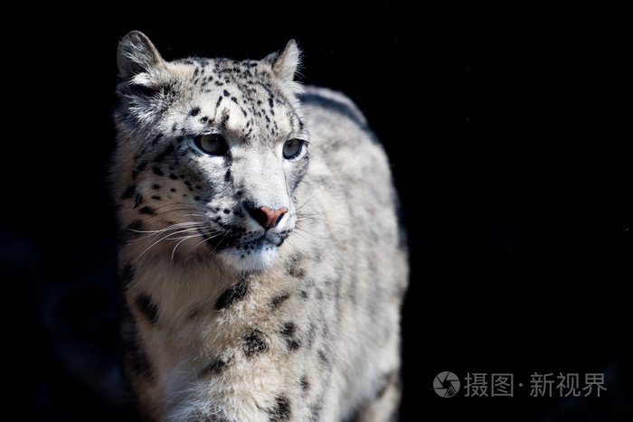 雪豹关闭了肖像