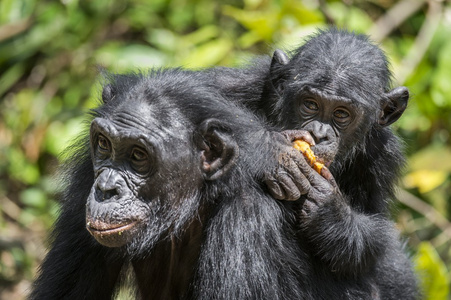 在母亲背上的倭黑猩猩