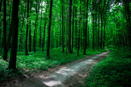 绿色森林与阳光图片-绿色森林与阳光素材-绿色森林与阳光插画-摄图新