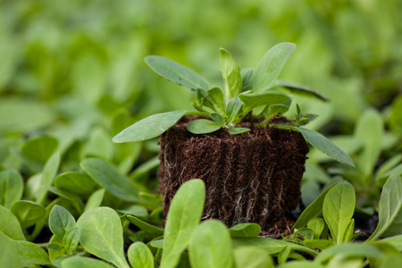 春天的小树苗图片