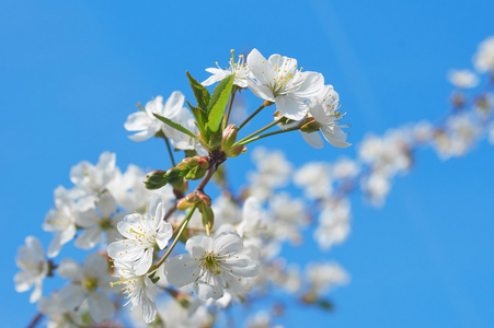 白樱花