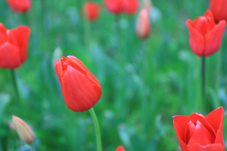 红色郁金香花田