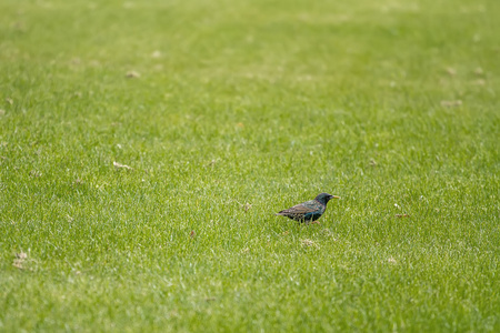 在草地上的鸟