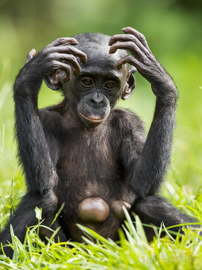 幼崽的倭黑猩猩