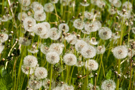 公园里的花蒲公英