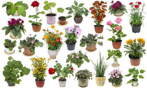 室内植物图片 室内植物素材 室内植物插画 摄图新视界 室内植物图片 室内植物素材 室内植物插画 摄图新视界