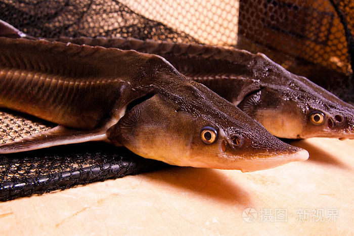 关闭了渔网小体鲟鱼观小体鲟是s