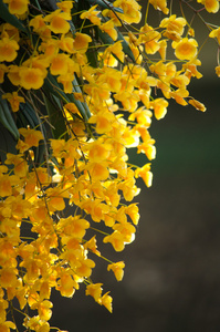林德利的石斛是朵美丽的花，有黄色