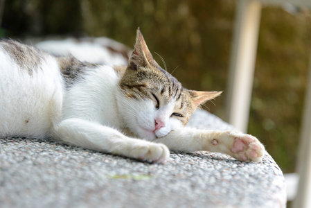 睡猫特写