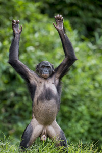 黑猩猩的幼崽