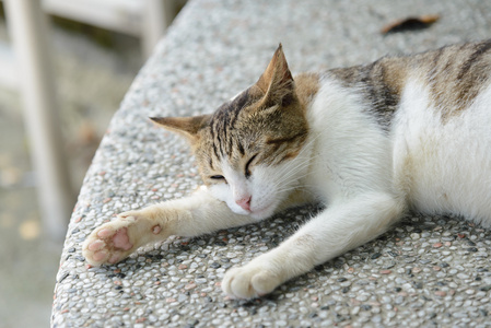 睡猫特写