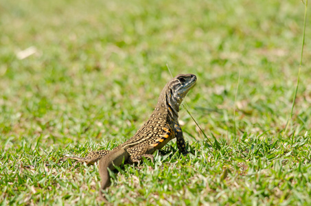 Leiolepis 等待猎物在花园里