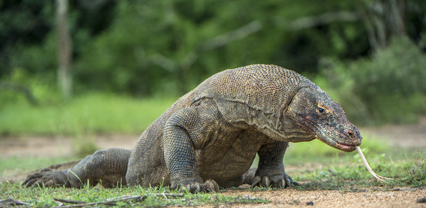 科莫多龙varanuskomodoensis