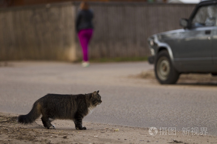 那只猫走在街上