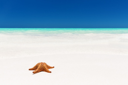 在白色的沙滩上的海星