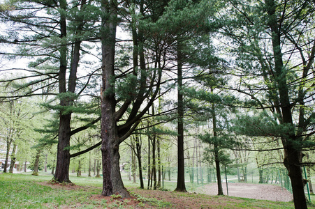 在巴阡山高山松林图片