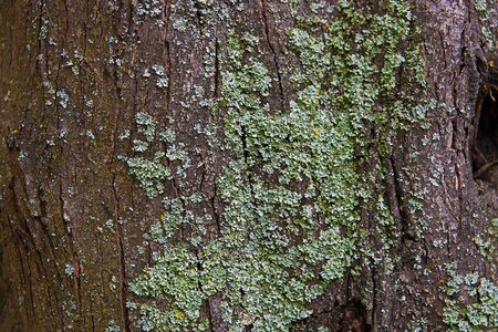 树皮与苔藓和真菌作为背景纹理