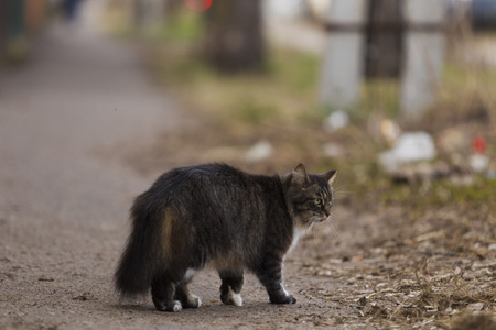 那只猫走在街上