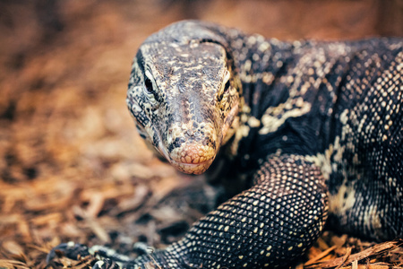 大蜥蜴鬣蜥在动物园,树栖物种的蜥蜴爬行纲的特写肖像照片