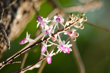 Seidenfadenia mitrata 是本机到泰国和缅甸缅甸