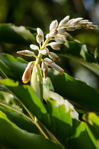 这些草药缺乏真正的茎。他们从厚厚的 rhizomes.it 甲肝病毒生长