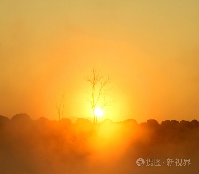金色日出死树后面在多雾的早晨