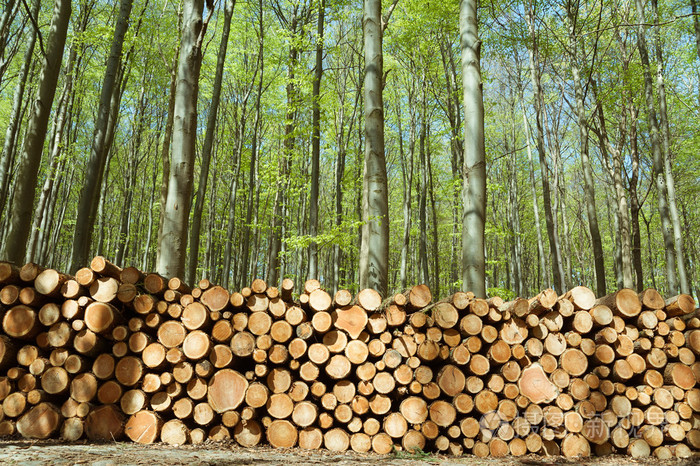 与森林背景上木原木