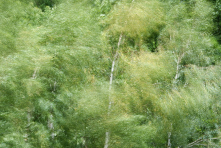 桦树在活动，模糊的背景，强烈的风吹进树