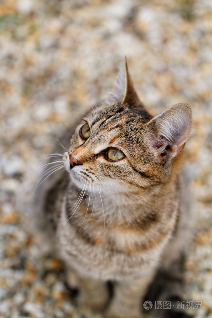 花园里一只可爱的棕色猫的照片