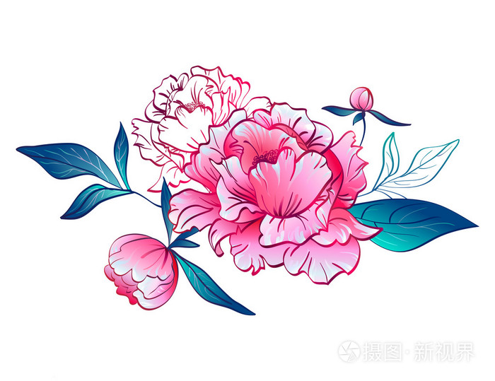 粉红色的牡丹花.白色背景上的矢量图