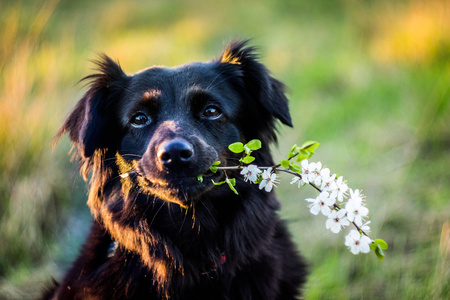 狗手捧花