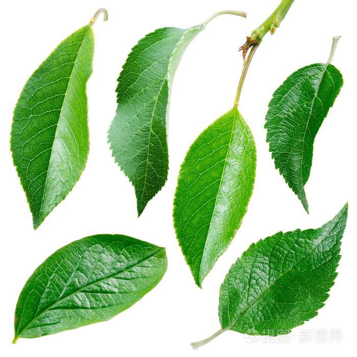 不同的树叶白色背景上的集合