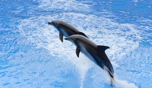 宽吻海豚跳跃从蓝色水