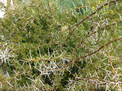 美味的荆棘图片