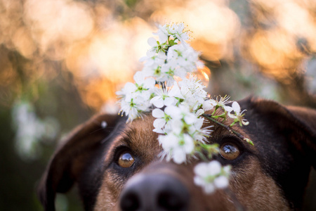 狗与花
