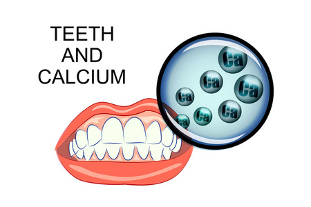 健康的牙齿和钙