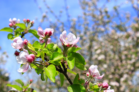 春天盛开的苹果树的枝条
