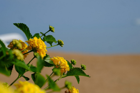 郁郁葱葱的花朵与夏日花朵的五颜六色的混合