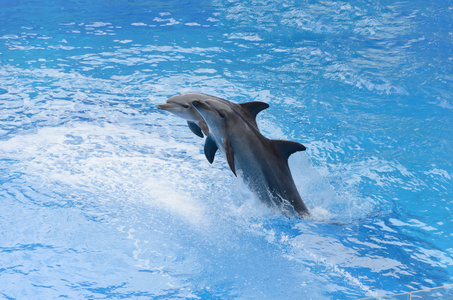 宽吻海豚跳跃从蓝色水