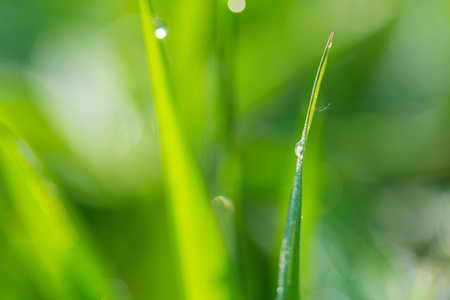 下雨天的早上草背景