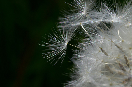 在阳光明媚的日子里, dandelion 宏