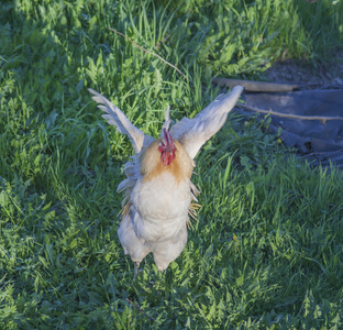 翅膀 flspping拍打着翅膀,孤立的 wh 梵天公鸡侧视图室内羽毛球秤与