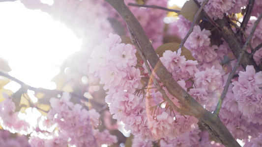 日本樱桃树花与镜头耀斑