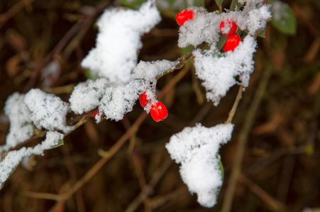 白雪下树枝上的一捆罗文浆果图片