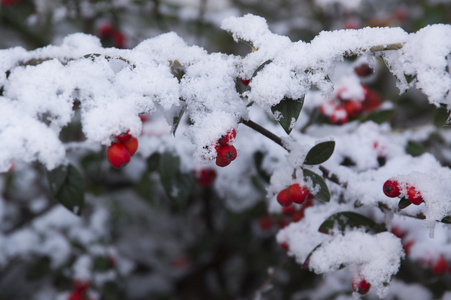 白雪下树枝上的一捆罗文浆果