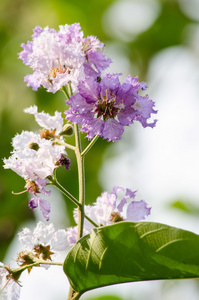 Tabaek 是美丽的粉红色的花串